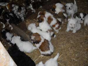 vand catei rasa shih-tzu si beagle