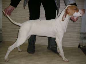 Catei Pointer Englez Vanatoare/Companie. Pedigree. Dresaj. 6 luni