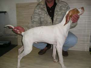 Catei Pointer Englez Vanatoare/Companie. Pedigree. Dresaj. 6 luni