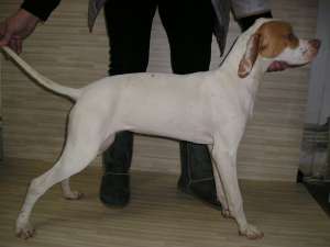 Catei Pointer Englez Vanatoare/Companie. Pedigree. Dresaj. 6 luni