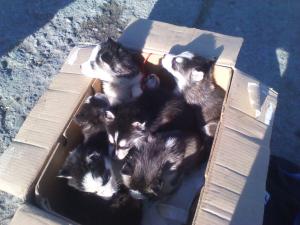 Vand Pui Husky