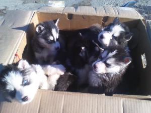 Vand Pui Husky