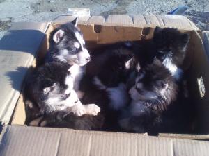 Vand Pui Husky