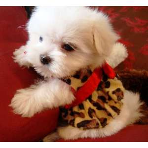 bichon malteza