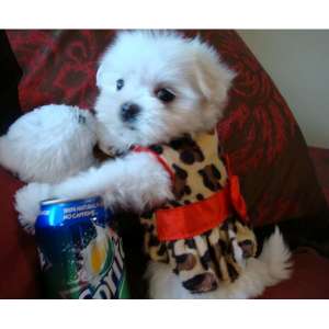 bichon malteza