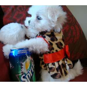 bichon malteza