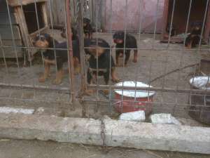 Vand copoi ardelenesc de mistret: