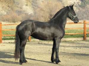 Iapa friesian belgian
