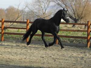 Iapa friesian belgian