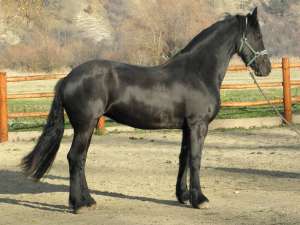 Iapa friesian olandez