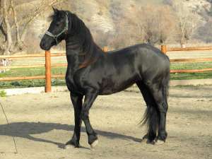 Iapa friesian olandez