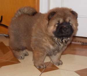 Vand pui Chow-Chow