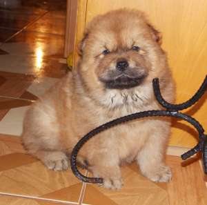 Vand pui Chow-Chow