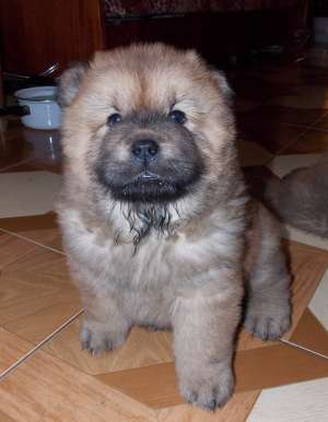 Vand pui Chow-Chow