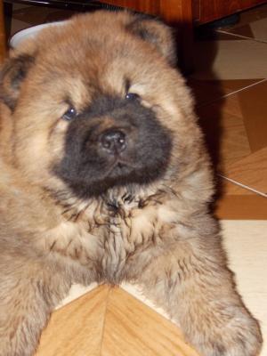 Vand pui Chow-Chow