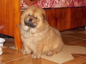 Vand pui Chow-Chow