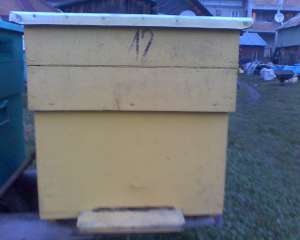 vand 20  familii de albine