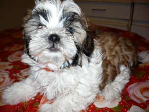 vand shi-tzu