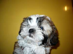 vand shi-tzu