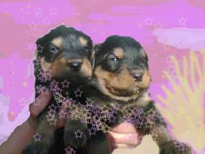 Vand puiuti de Rottweiler superbi!
