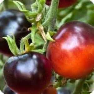 Seminte rosii, peste 50 de soiuri pure