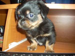 vand metis terrier