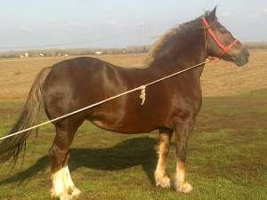 Vand 2 iepe semi-grele, 