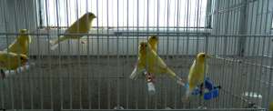Vand canari Harz Roller