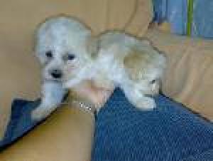 pui bichon havanese