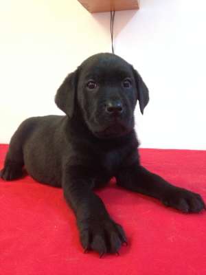 Vand catelusa Labrador