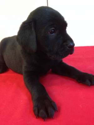 Vand catelusa Labrador