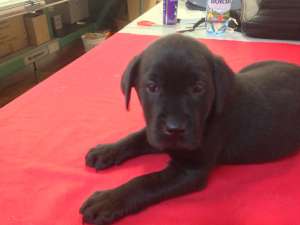 Vand catelusa Labrador