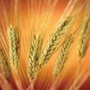 cumparam triticale