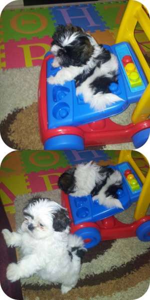 fetite shih tzu