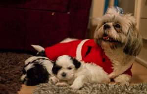 fetite shih tzu