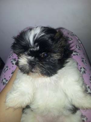 fetite shih tzu