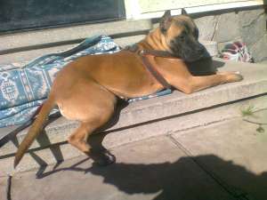 Caut monta amstaff