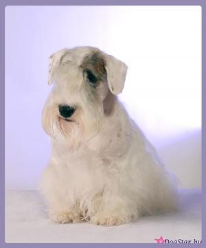 Sealyham terrier