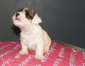 Sealyham terrier