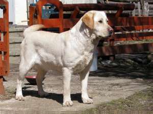 pui labradorretrieveri de la parinti testati...
