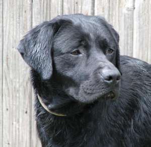 pui labradorretrieveri de la parinti testati...