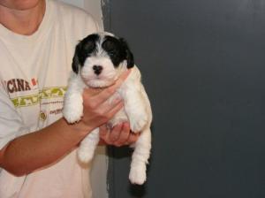 Sealyham terrier