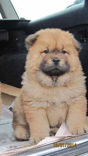Pui Chow Chow excelenti