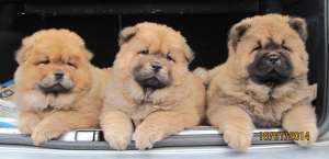 Pui Chow Chow excelenti