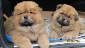 Pui Chow Chow excelenti