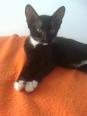 Donez 3 pisicute negre cu ciorapei albi,  superbe