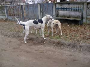 ogari greyhound superbi teleorman