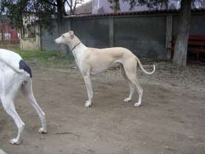 ogari greyhound superbi teleorman