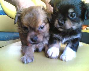 metis bichon cu pechinez mama puilor este pechinez iar tata l este bichon puii au 6 saptamani sunt d