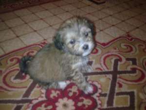 metis bichon cu pechinez mama puilor este pechinez iar tata l este bichon puii au 6 saptamani sunt d